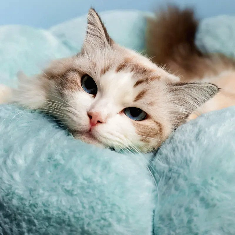 Flower - Fluffy & Cushy Warm Indoor Cat Bed