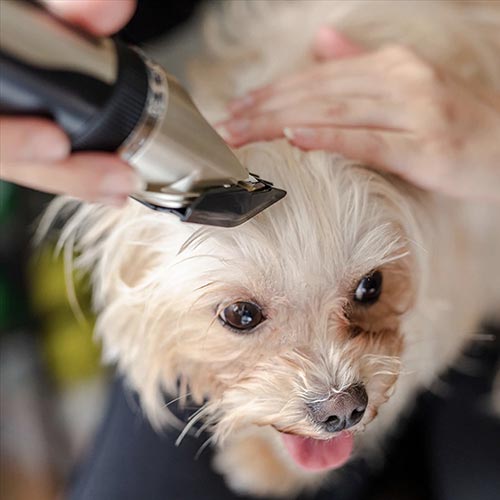 ClipMyPaws™ A60 - Upgraded - The World's Quietest Pet Hair Clipper