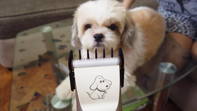 6 Best Quiet Pet Clippers for Dogs - Journeyman HQ